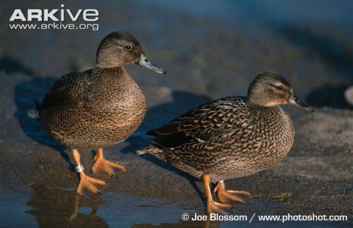 Male-and-female-Hawaiian-ducks - x94-Rata