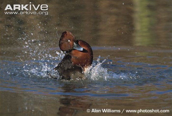 Male-ferruginous-duck-bathing