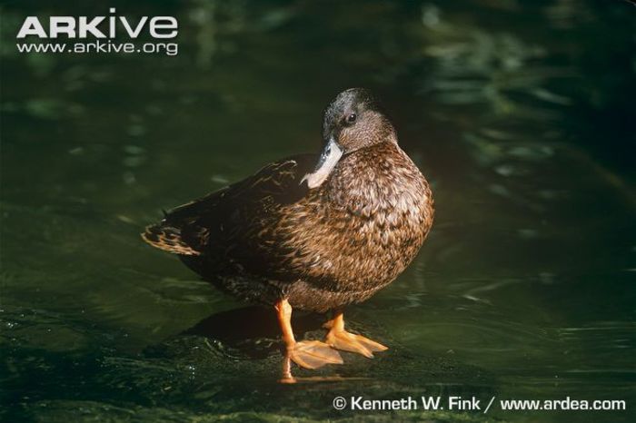 Male-Hawaiian-duck - x94-Rata