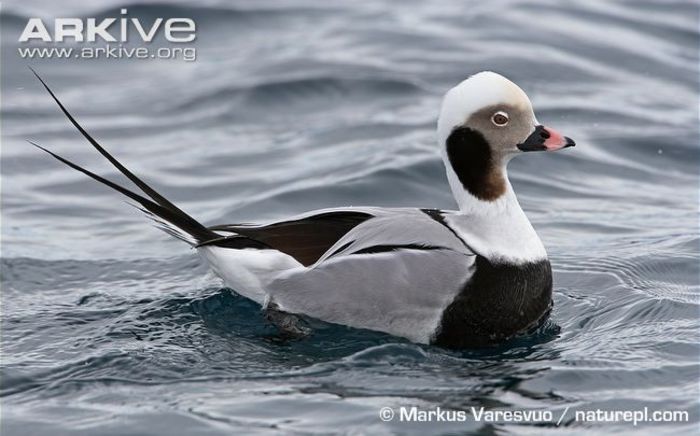 male-long-tailed-duck - x94-Rata