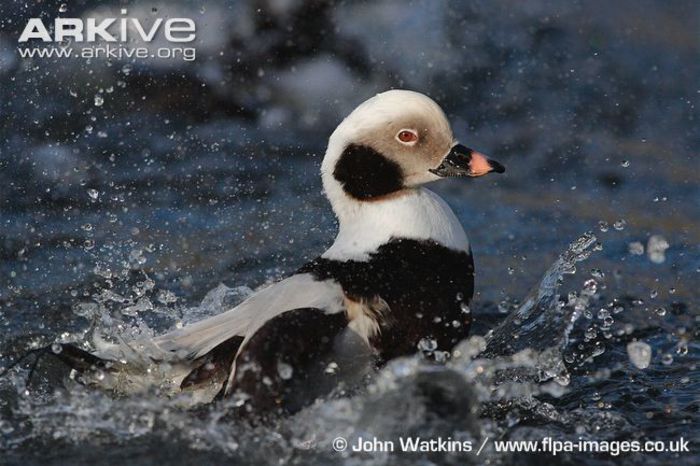 male-long-tailed-duck-bathing