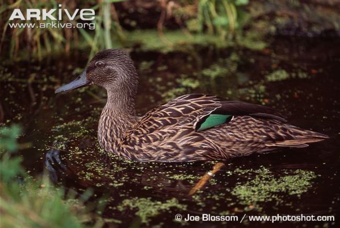 Mellers-duck-with-green-speculum-on-wing - x94-Rata