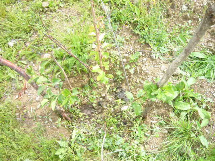 P1040789; doia soiuri de prun si un cais o radacina de corcodusi cu trei ramuri
