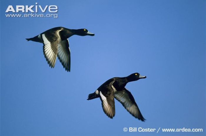Tufted-ducks-in-flight - x94-Rata