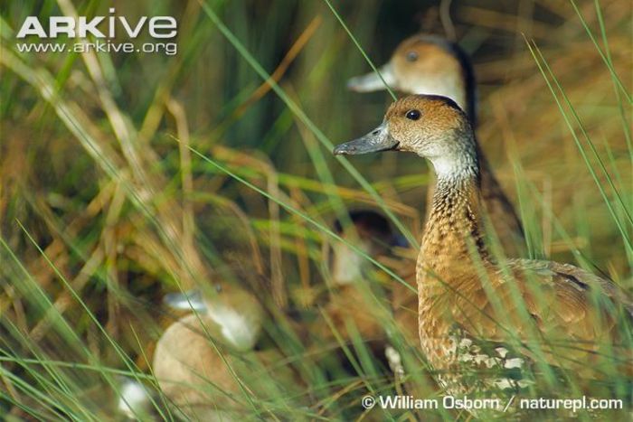 West-Indian-whistling-ducks