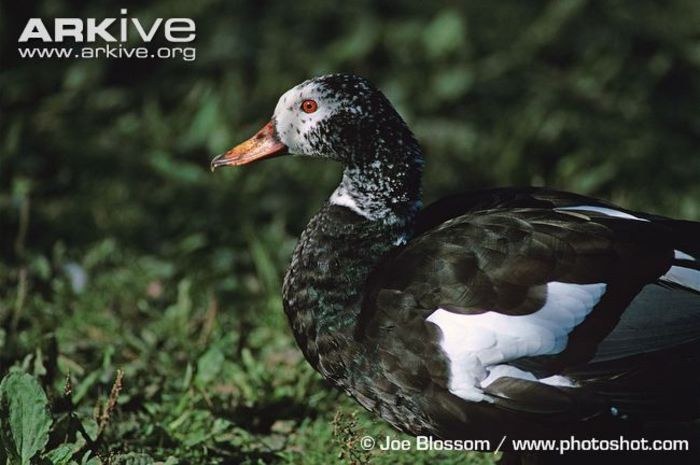 White-winged-duck