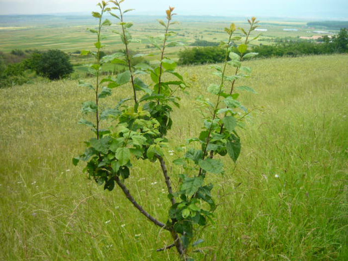 P1040803; altiot in primavara cu 4 soiuri de prun sa zica cineva ca acela nu face fructe la anul
