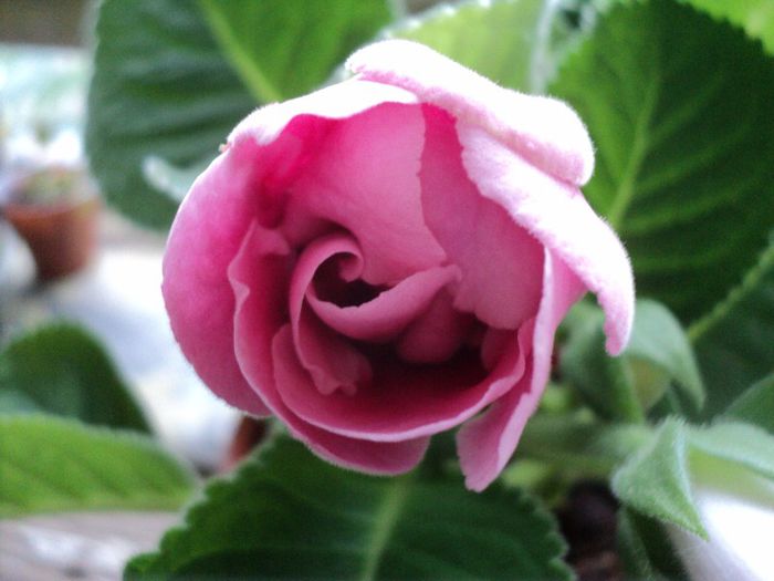 DSC05755 - GLOXINIA - 2013