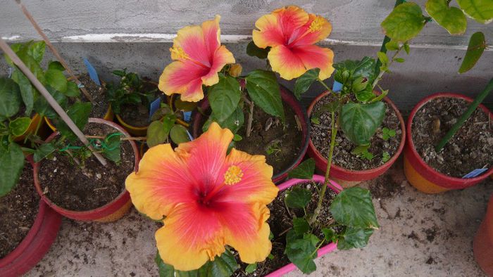 Picture 3491 - x 2013 Hibiscus rosa sinesis