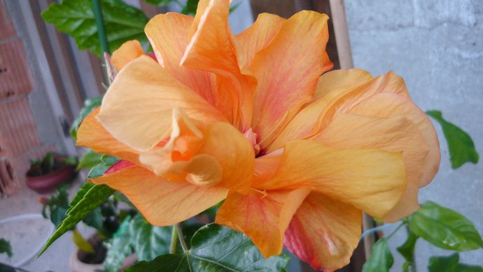 Picture 3501 - x 2013 Hibiscus rosa sinesis