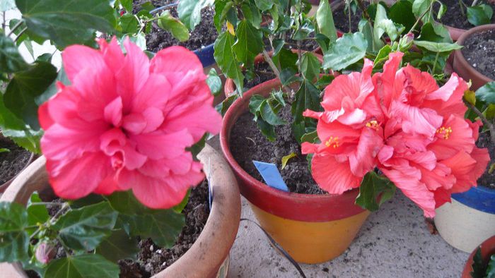 Picture 3502 - x 2013 Hibiscus rosa sinesis