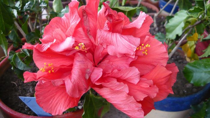Picture 3503 - x 2013 Hibiscus rosa sinesis