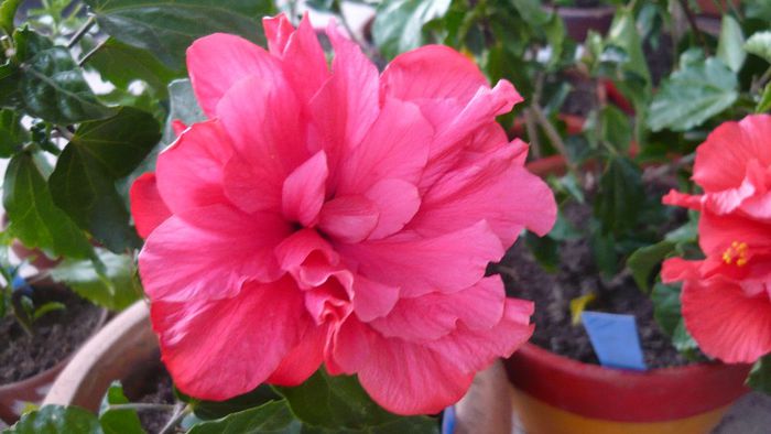 Picture 3504 - x 2013 Hibiscus rosa sinesis