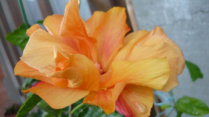 Picture 3505 - x 2013 Hibiscus rosa sinesis