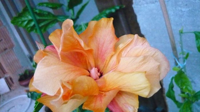 Picture 3576 - x 2013 Hibiscus rosa sinesis