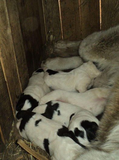 la doar 3 zile de la fatare - ciobanesc de bucovina