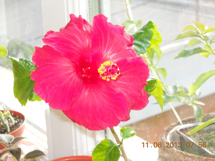 005 - HIBISCUS 2013