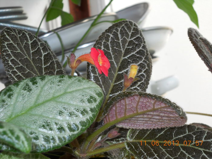 011 - EPISCIA 2013