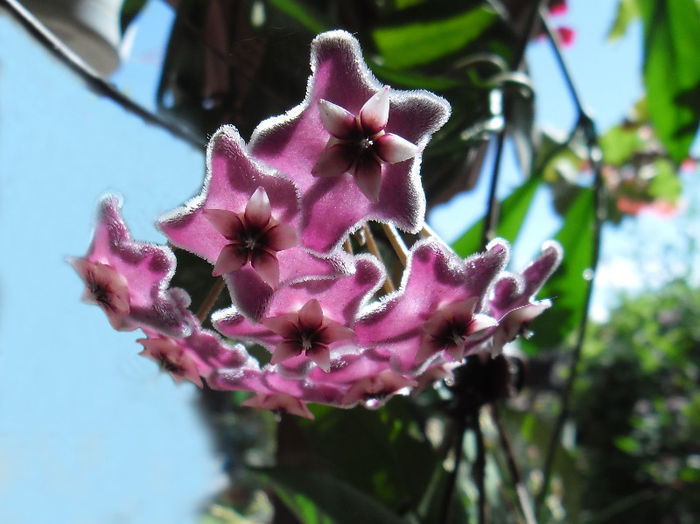 Hoya pubicalyx silver pink GPS 10064 - hoya