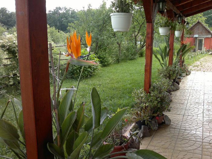 strelitzia 10/07/2013