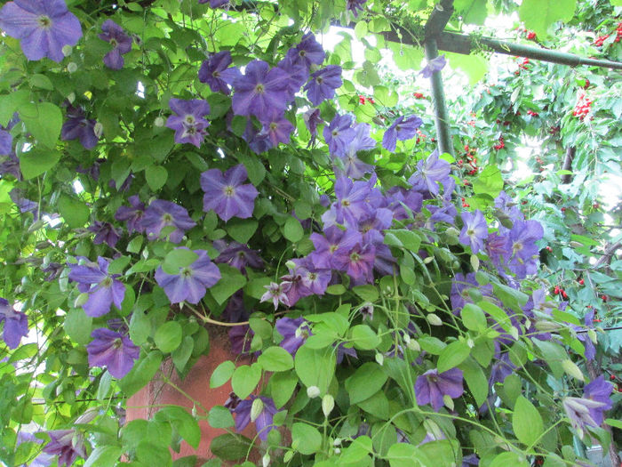 clematis - iunie 2013