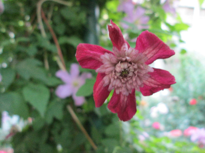 clematis - iunie 2013