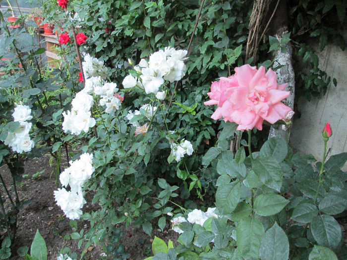 trandafiri - iunie 2013