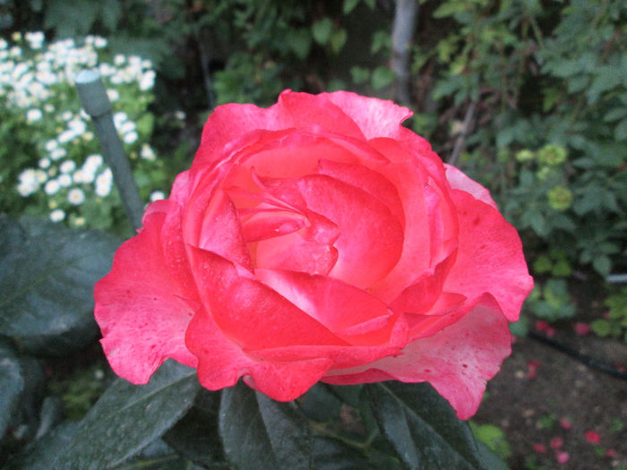 trandafir - iunie 2013
