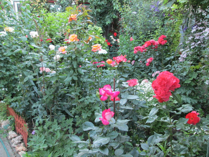 privire de ansamblu cu trandafiri - iunie 2013