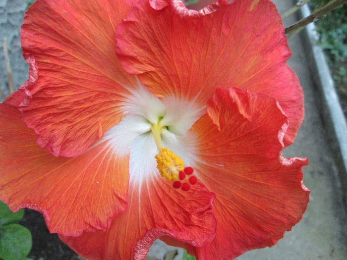 hibiscus - iunie 2013