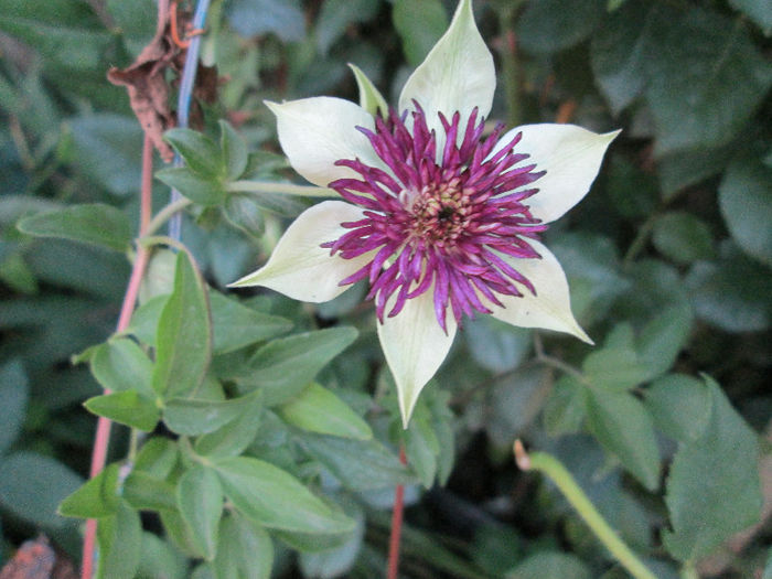 clematis - iunie 2013