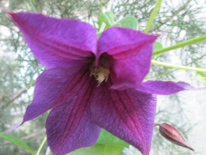 clematis - iunie 2013