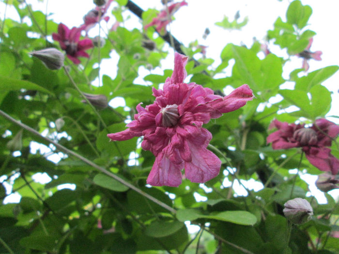 clematis - iunie 2013