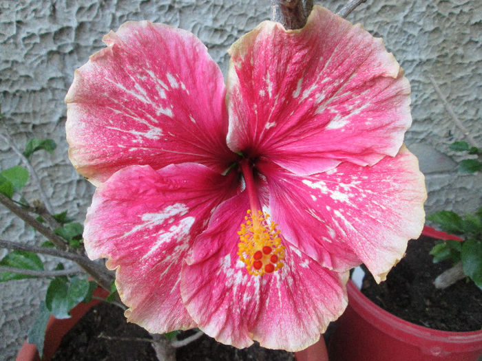 hibiscus - iunie 2013