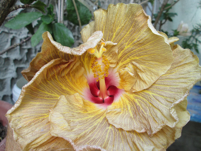 hibiscus