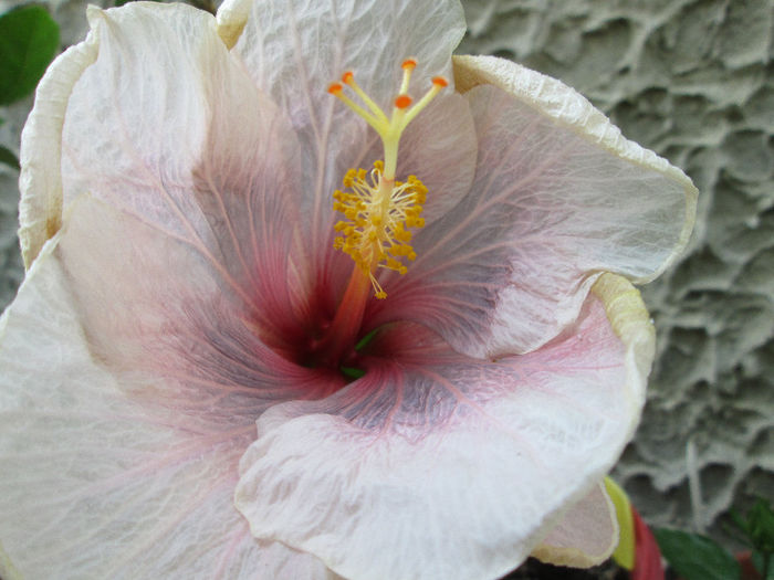 hibiscus - iunie 2013