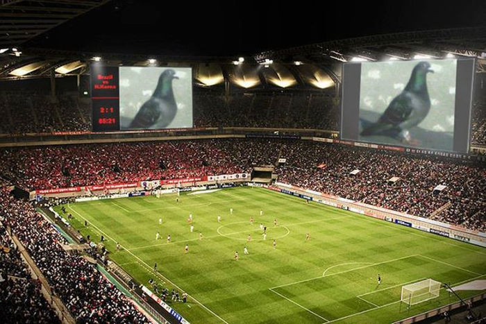 CAMPIONUL OLTENIEI PALMARES FOND