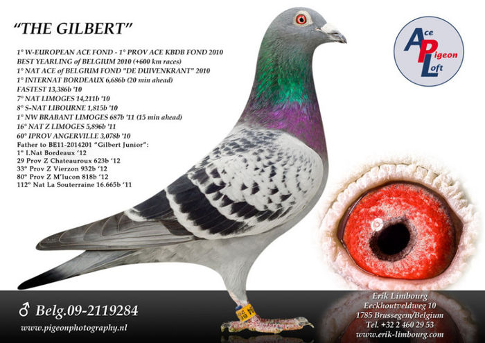 gilbert sn. - 4-frate cu GILBERT si bunicul lui EAGLE ACE si fica din 3 INTERNATIONAL