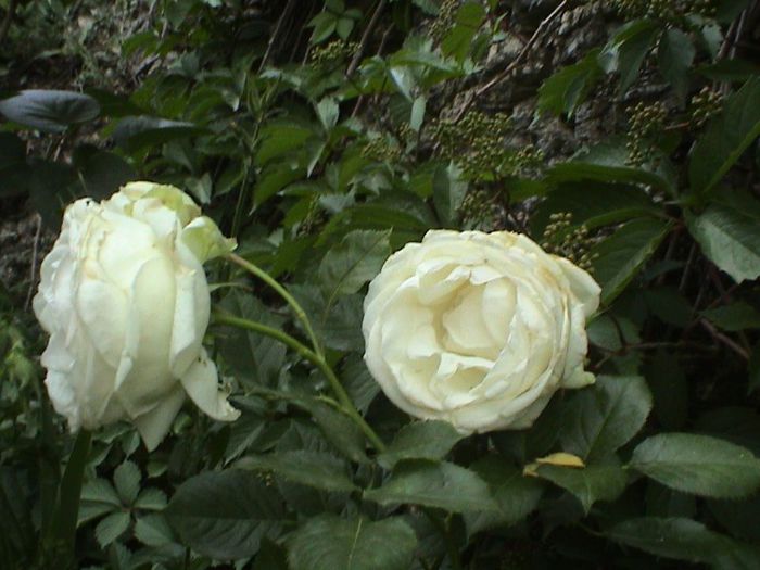 DSC00530 - Palais Royale aka Blanc Pierre de Ronsard or White Eden