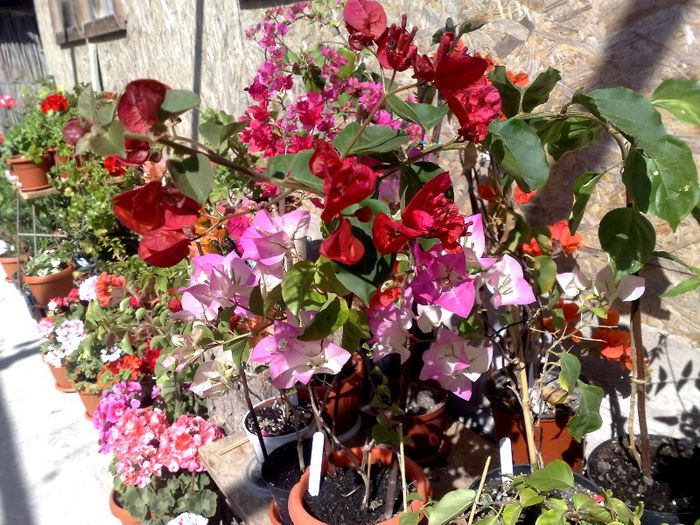 07062013 - BOUGAINVILLEA 2013