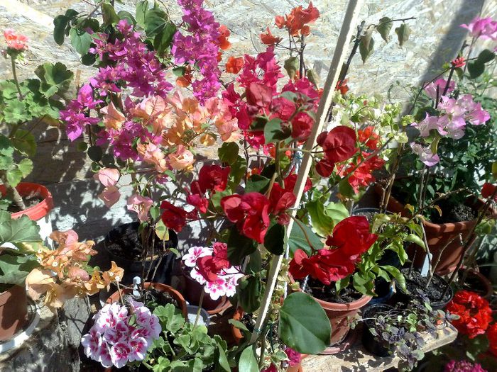 09062013 - BOUGAINVILLEA 2013