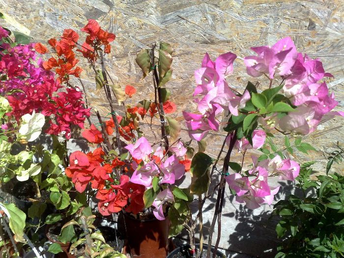 09062013 - BOUGAINVILLEA 2013