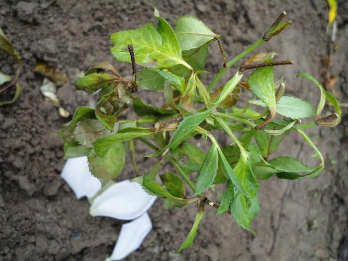 galben-tot de la florarie - Experiment- inmultirea trandafirilor  prin butasi in luna iunie