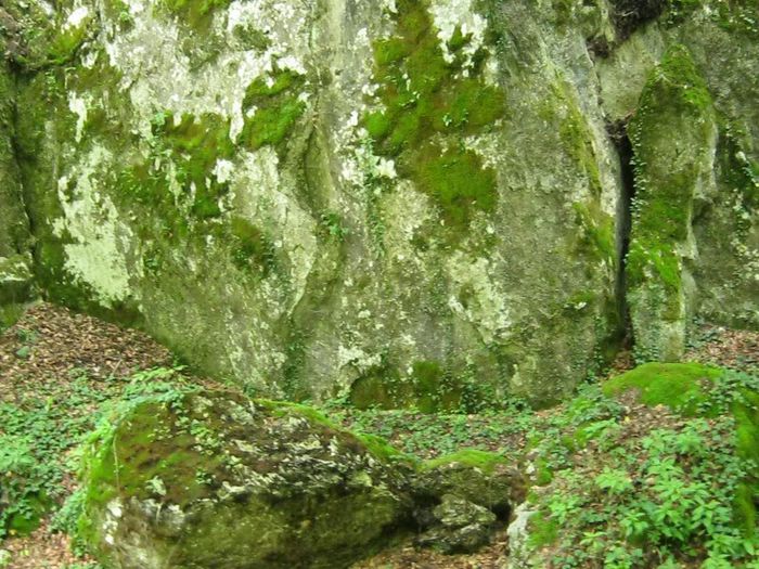 IMG_5445 - Pe Cheile Sohodolului in iunie