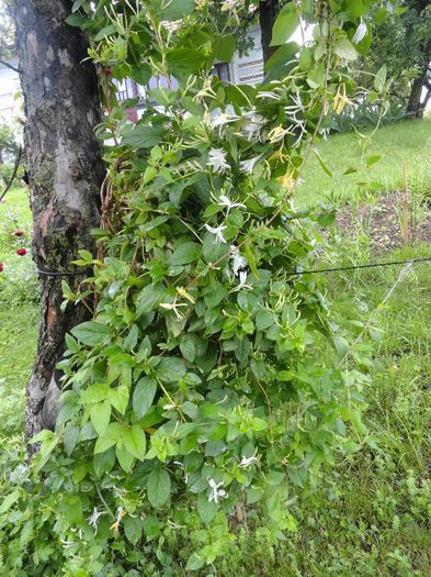 DSC06962 - Lonicera japonica