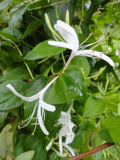 DSC06964 - Lonicera japonica