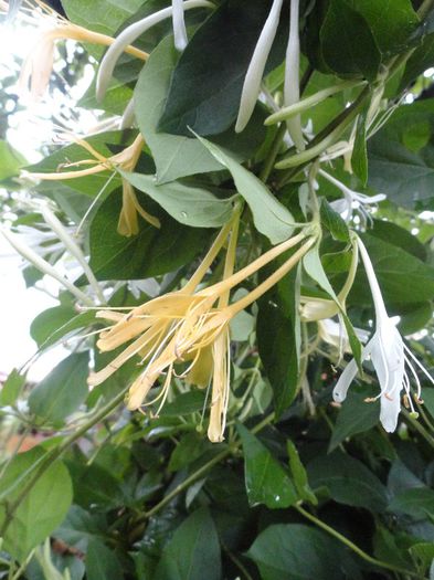 DSC06965 - Lonicera japonica