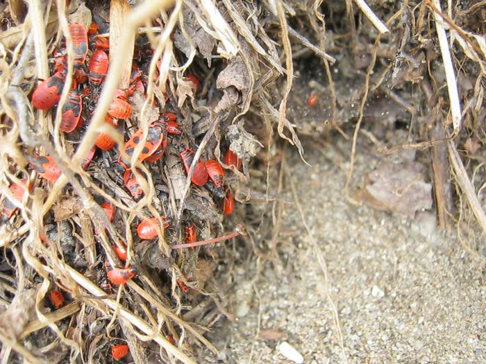 IMG_5542 - In natura