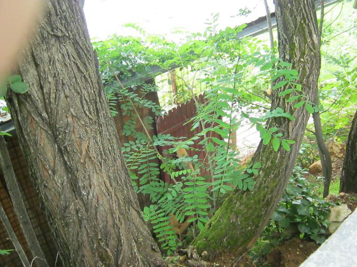 IMG_5559 - In natura