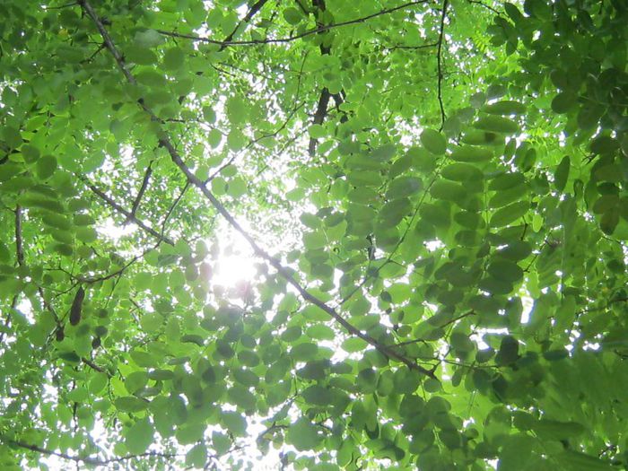 IMG_5555 - In natura